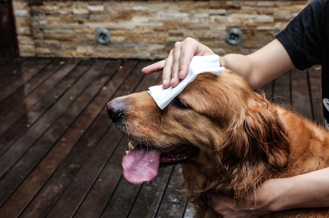 Pet Application